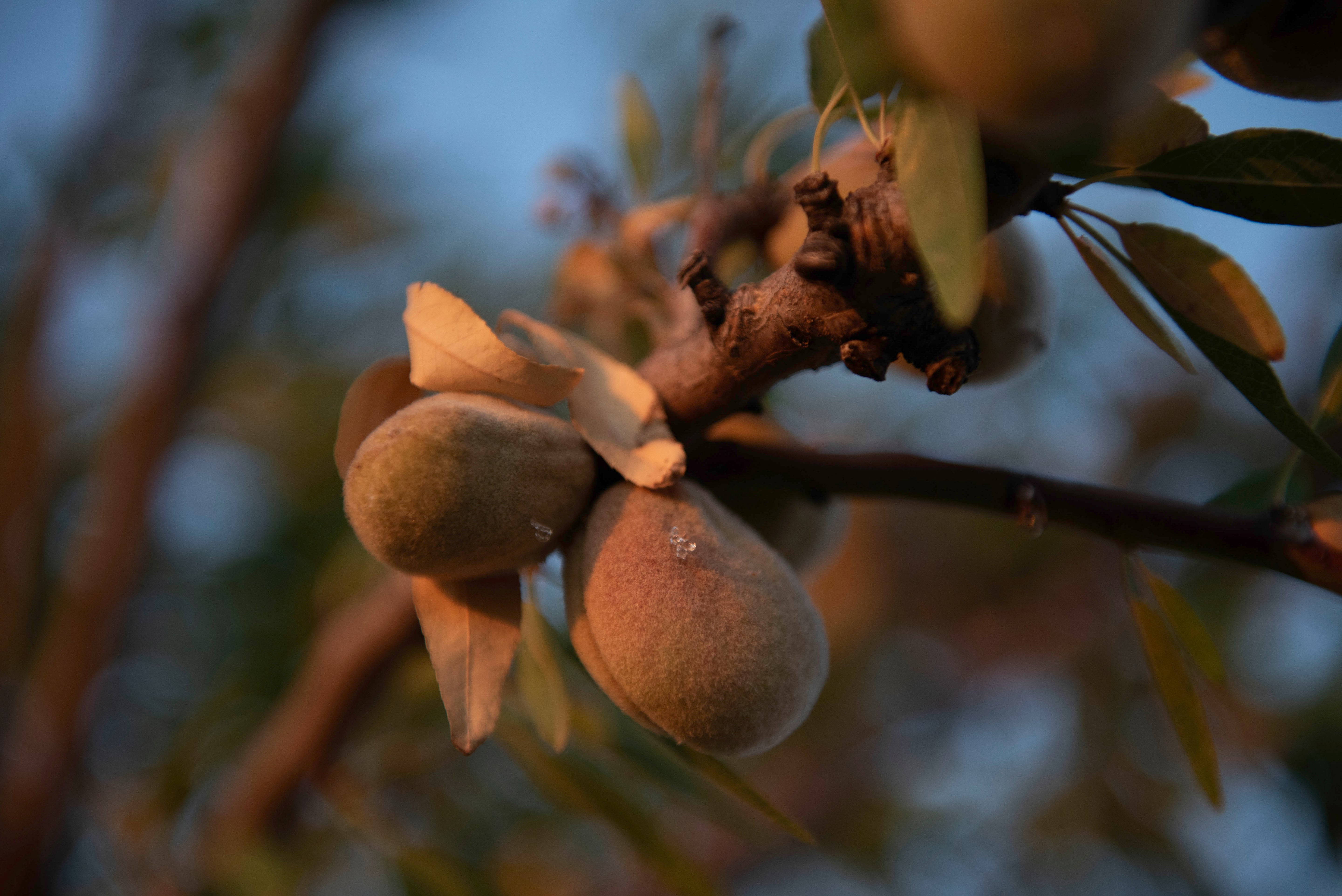 Mandorla, fico d’India e vinacce: gli ingredienti siciliani della skincare mediterranea