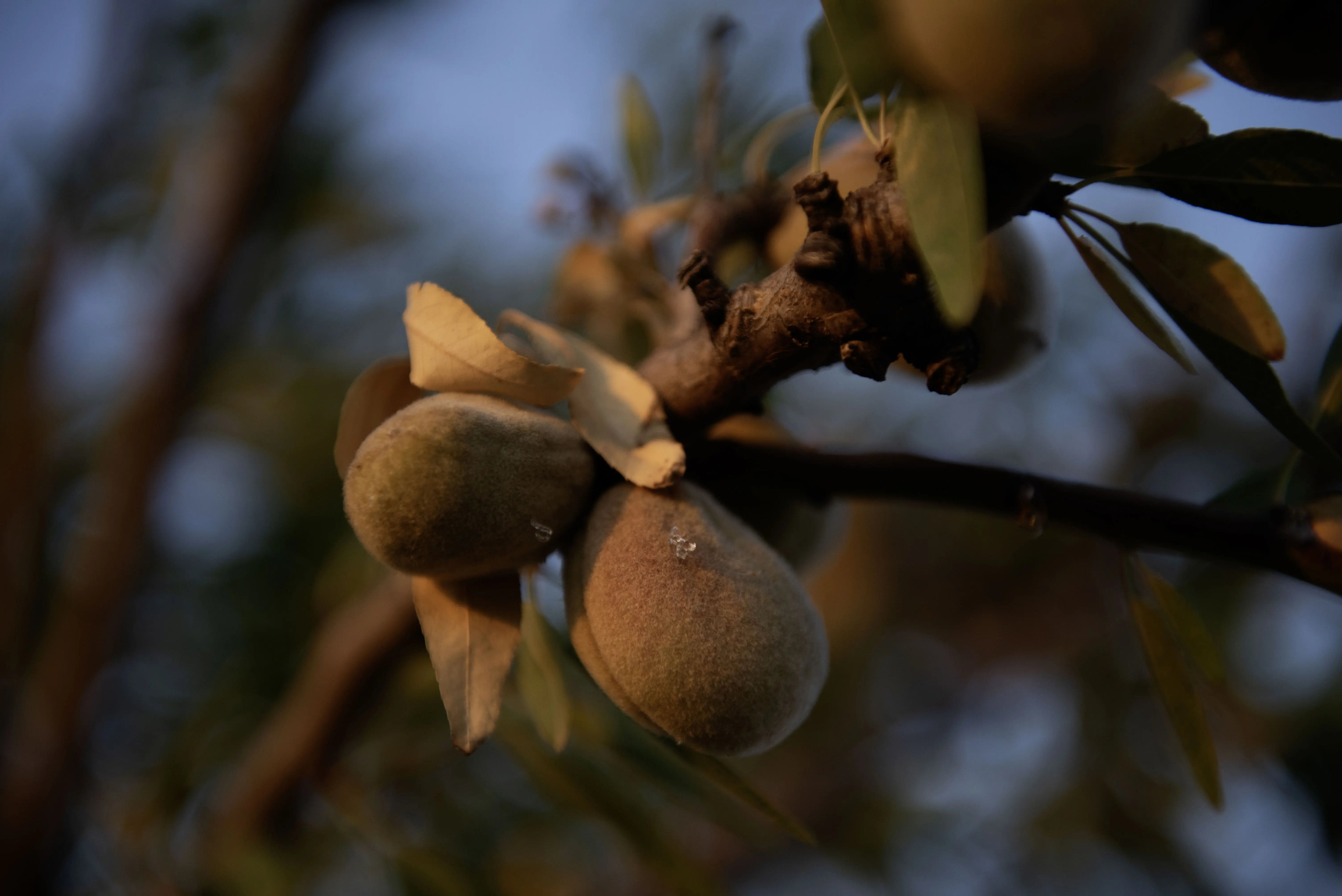 Mandorla, fico d’India e vinacce: gli ingredienti siciliani della skincare mediterranea Diamàri Cosmetici Sicilia